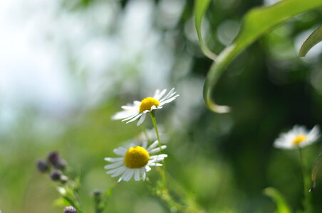 Daisies in front of green grass photo