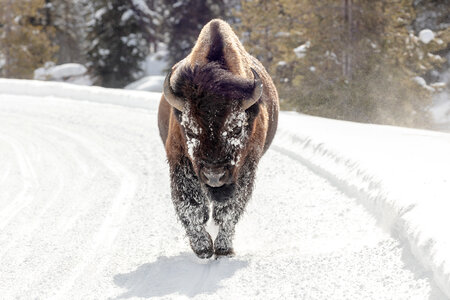 A bull bison walks down the road along the Firehole River