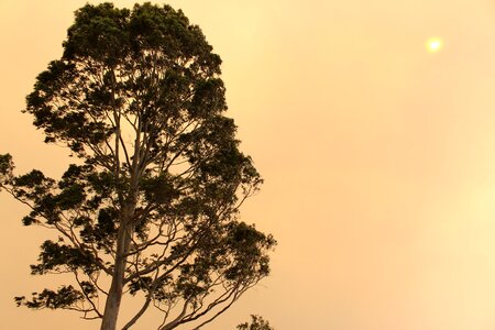 Evening dusk branches