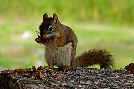 Wildlife fauna eating