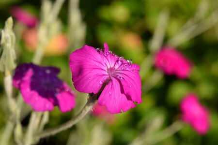 Beautiful Flowers beautiful photo blooming