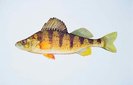 Fish perch yellow photo