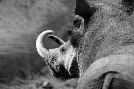 Animal national park wilderness
