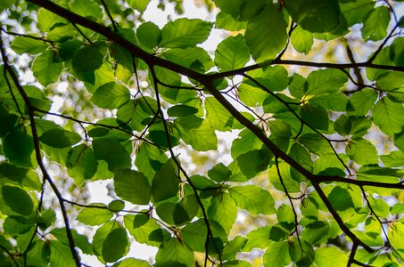 Fresh beech branch photo