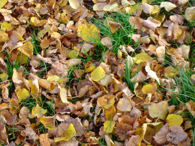 birch leaves in the grass