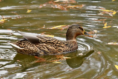 Autumn Season camouflage duck