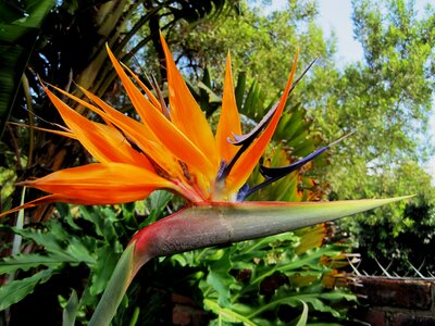 South africa indigenous national flower photo