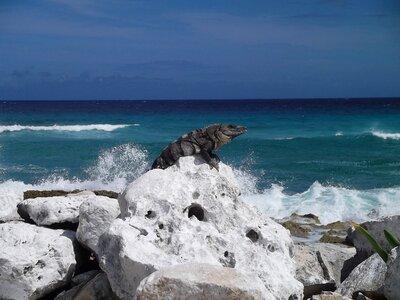 Mexico cozumel dragon photo