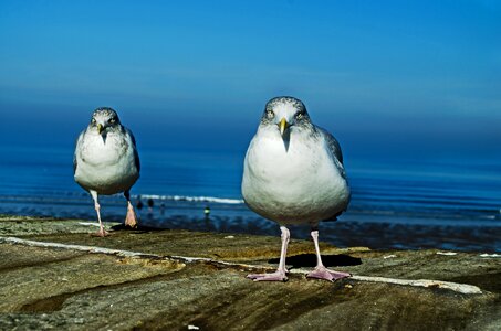 Birds day dynamic