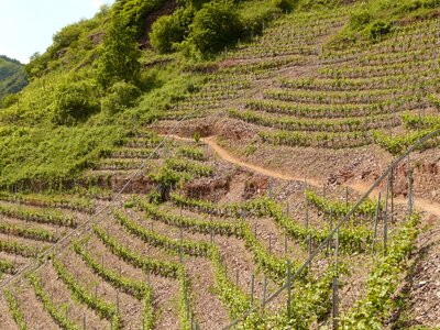 Wine steep location mosel photo