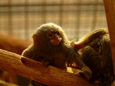 Animal creature climb