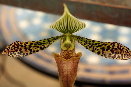 Close up of lady's slipper orchid Paphiopedilum