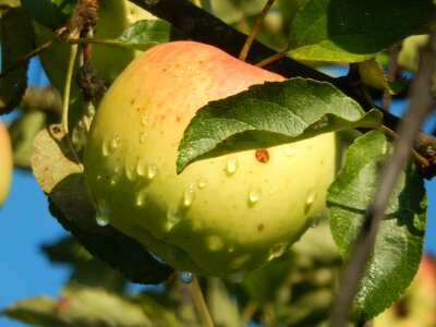 Apple garden nature