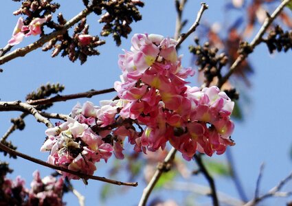 Flowering tree hubli india photo