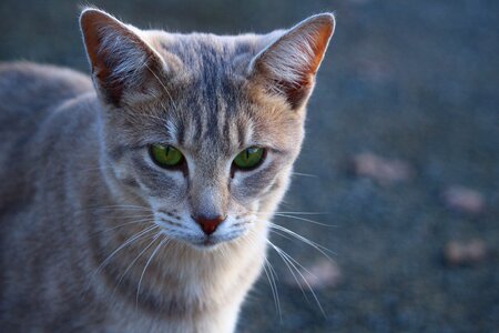 Kitten breed cat moustache
