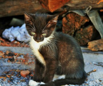 Black white timid