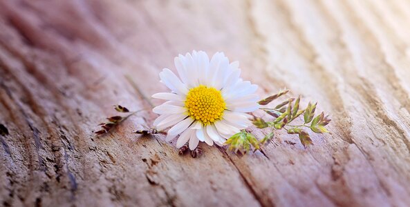 Bloom white-yellow pointed flower photo