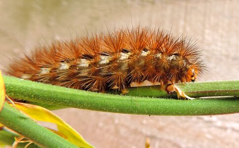 Butterfly bug wildlife photo