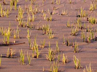 Spring shoots nature conservation