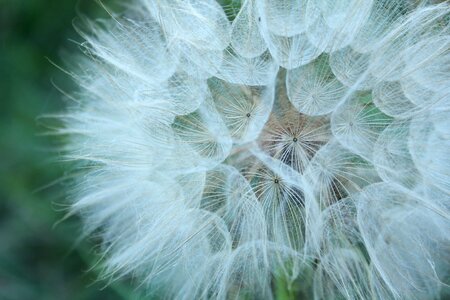 Flower white seed head