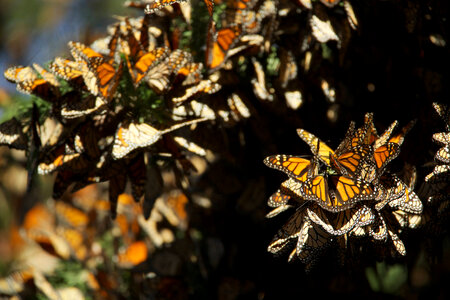 Monarch butterflies-3 photo