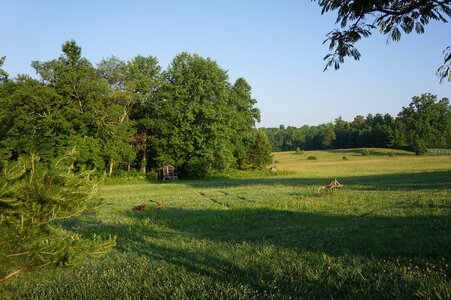 Green pasture with blue sky photo