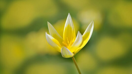 Beautiful beautiful flowers beautiful image