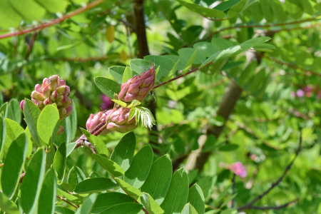 Acacia tree flora