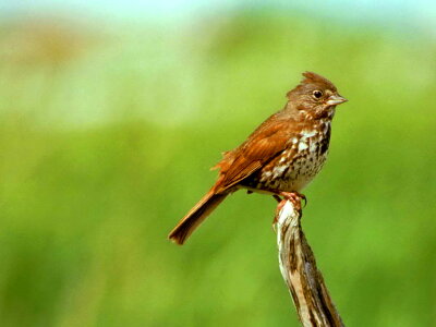 Bird sparrow 