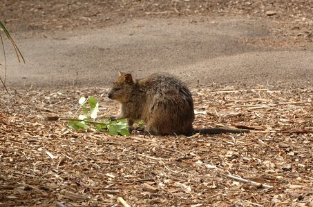 Setonix brachyurus marsupial species kangaroo photo