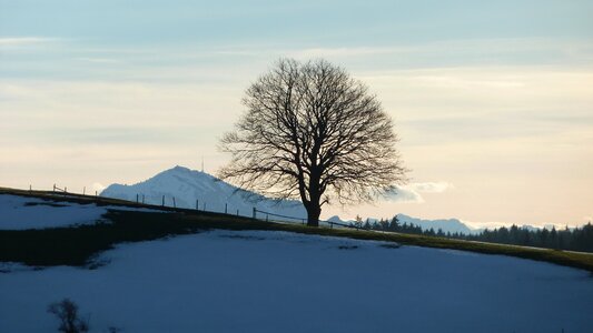 Mountain tree landscape