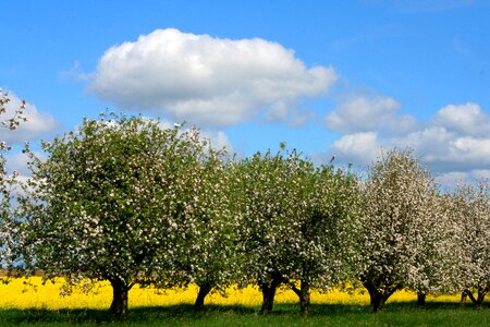 Spring apple tree