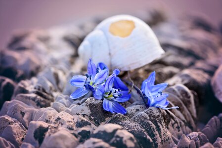 Damaged flowers blue