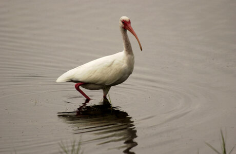 White Ibis-1 photo