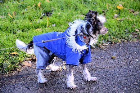 Canine puppy pet photo