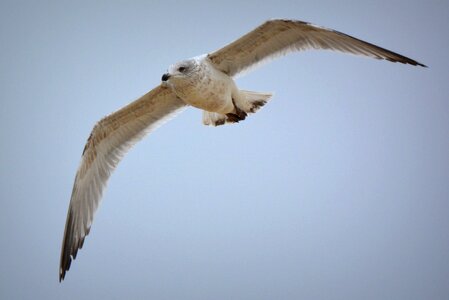 Fly wings animal