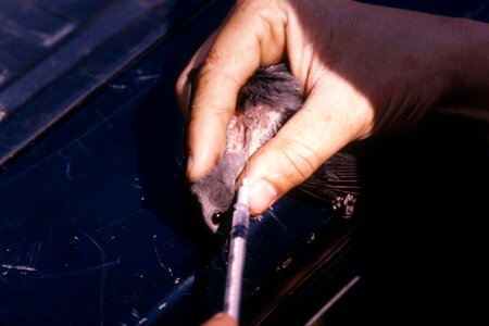 Bird blood breast