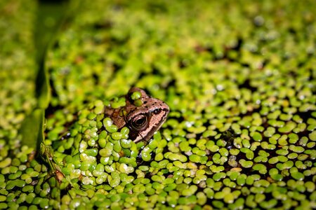 Frog Green Wild photo