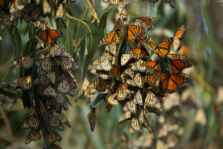 Monarch butterflies-3