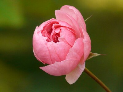 Bloom backlighting nature