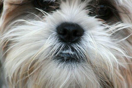 Animal pet face
