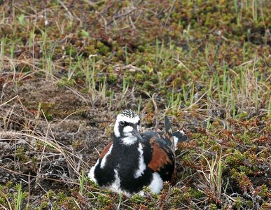 Arenaria Interpres nest 