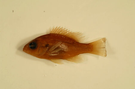 Lepomis auritus-1