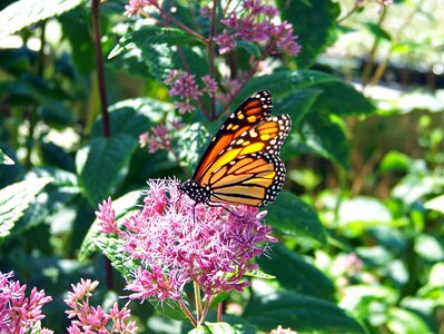 Wings bug wildlife photo