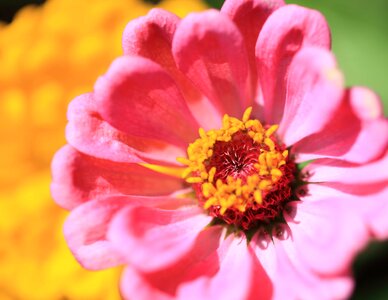 Beautiful beautiful flowers beautiful photo