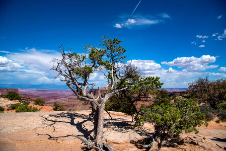 Trees on the Canyon Rim