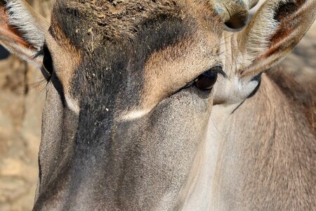 Portrait animal antelope