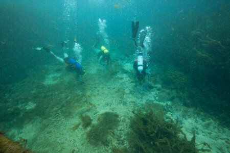 FWS divers search for salamanders in Spring Lake-1