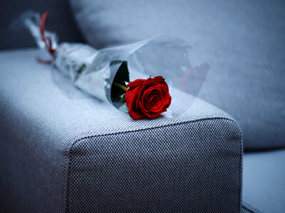Red Rose laying on sofa on Valentine's Day photo