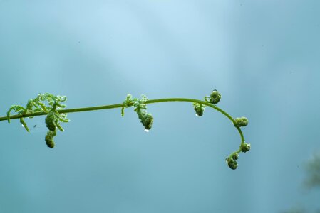 Drops plant leaves water plant